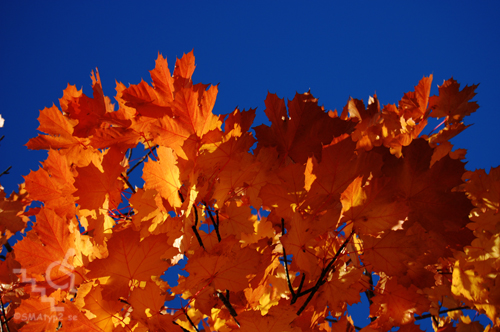 dsc_0042blog